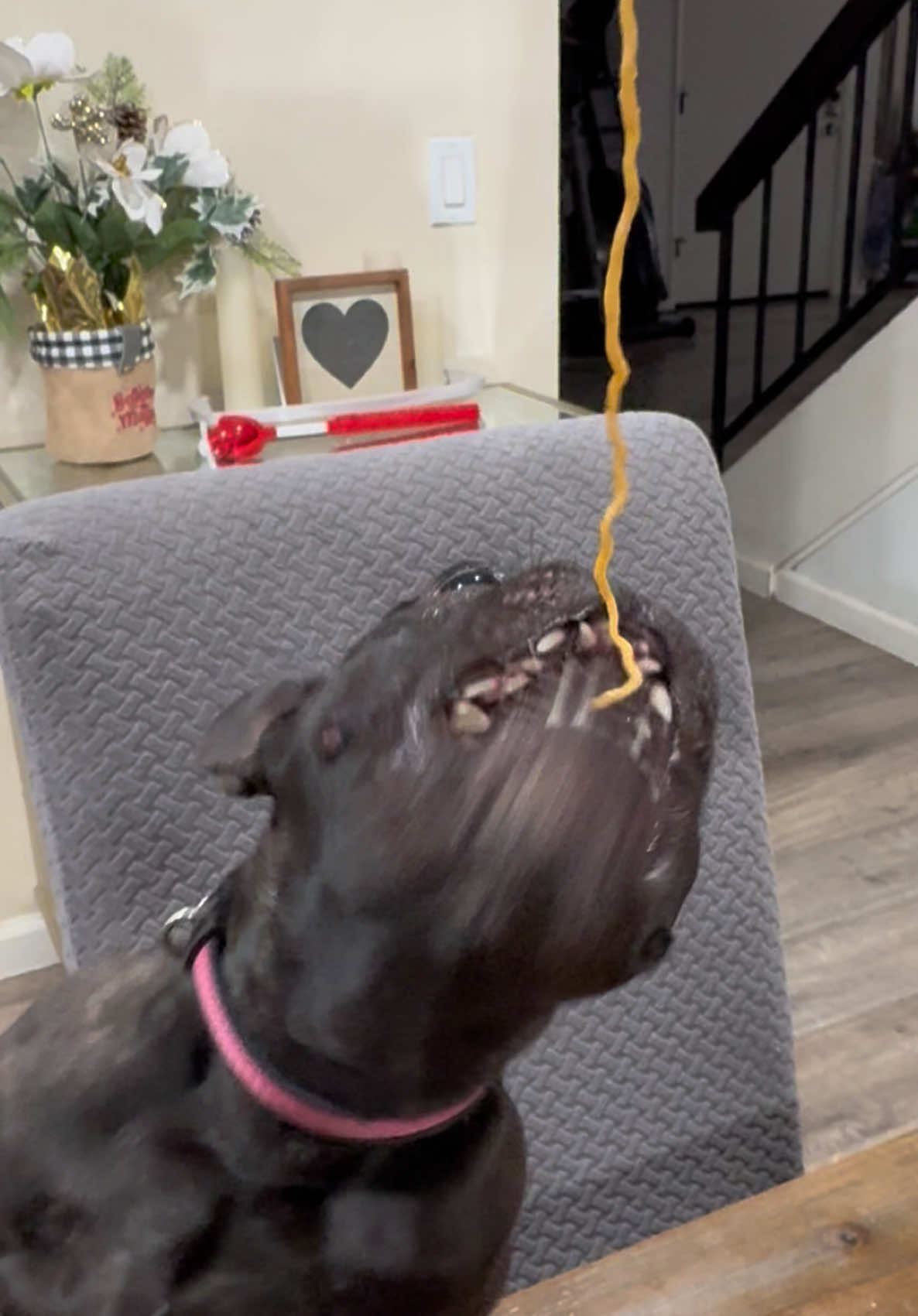 Minnie vs Chinese food #dogsoftiktok #talkingdogsoftiktok #frenchie #frenchbulldog #frenchbulldogsofinstagram 