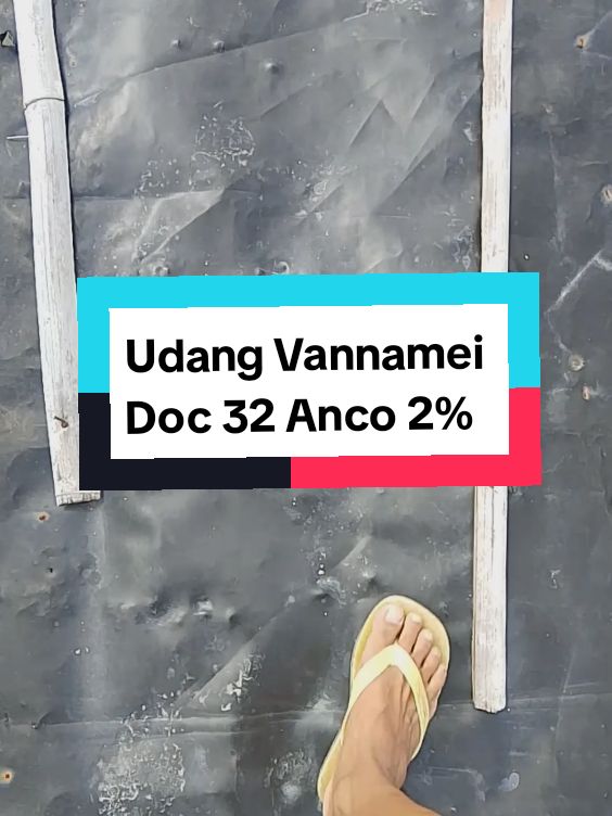Alhamdulillah Doc 32 Anco 2% #udangvaname🦐🦐 #udangvaname #petambakudang #petambak #SiapaSangka #masdhil #xyzbcafypシ 