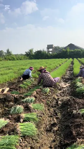 ကျွန်နော်တို့ရဲ မြစ်သားကြက်သွန် 15ဧက စိုက်ခင်းလေးပါဗျ🧅🧅