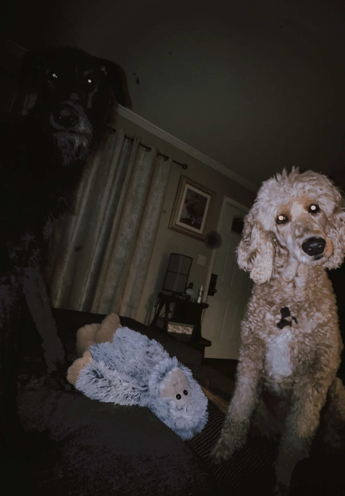 Im basically living in a house of horrors. Why are they so creepy 😭 #doodle #poodle #scottishdeerhound #creepy #horror #dogs #ghosts #skinwalker #cryptid #werewolf #harrypotter #demon