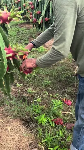 Thu hoạch quả thanh long Bình Thuận #xuhuong #netdeplaodong #thanhlong #86binhthuan 