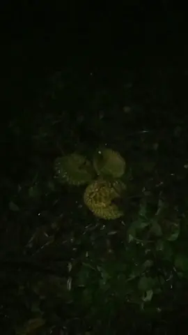 petualang cari duriyan orang didalam hutan, hampir nggk ingat jalan pulang#duriyan #sesat #bersama #cariduriyan #sound #upin #ipin  #fyoppppp 