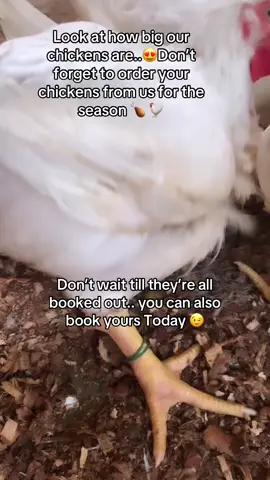 You can send a DM or place a call📞 .. MERRY CHRISTMAS IN ADVANCE🎄  #broilerchicken #agriculture #poultry #poultryfarming #poultrybusiness #agrocoaching #smallbusinessowner #osaslivestockandfarm #foryoupage #poultryfinest #agroprenuer #lagos #ojofarmer #ojo #explore #following 