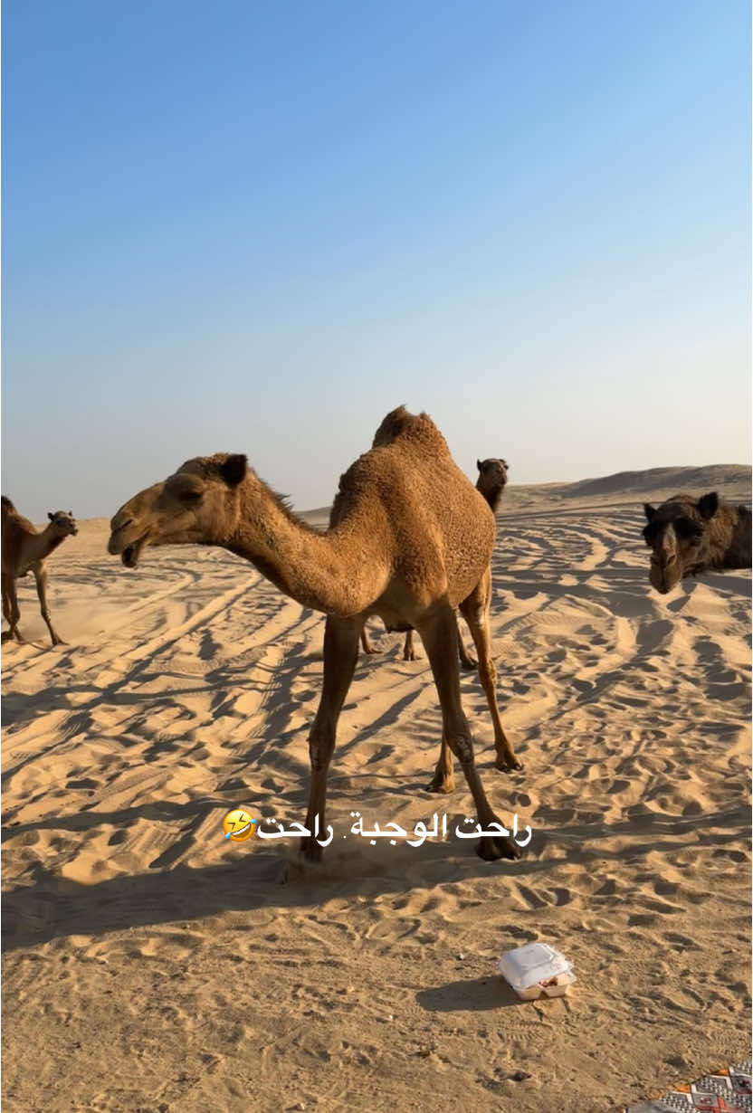 🤣🤣🤣#مالي_خلق_احط_هاشتاقات🧢 #الشعب_الصيني_ماله_حل😂😂 #ضحك #الشعب_الصيني_ماله_حل😂😂 #ضحك #explore #الخليج #الكويت🇰🇼 #وناسه #وناسه #الشتاء 