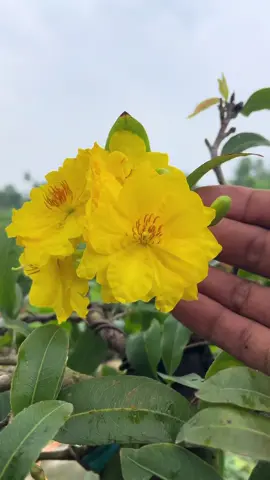Bình lợi trong ngày mưa #maivang #maivangbonsai #maivangmiennam #xuhuongtiktok #maigocnhot #maivanghongnhi 