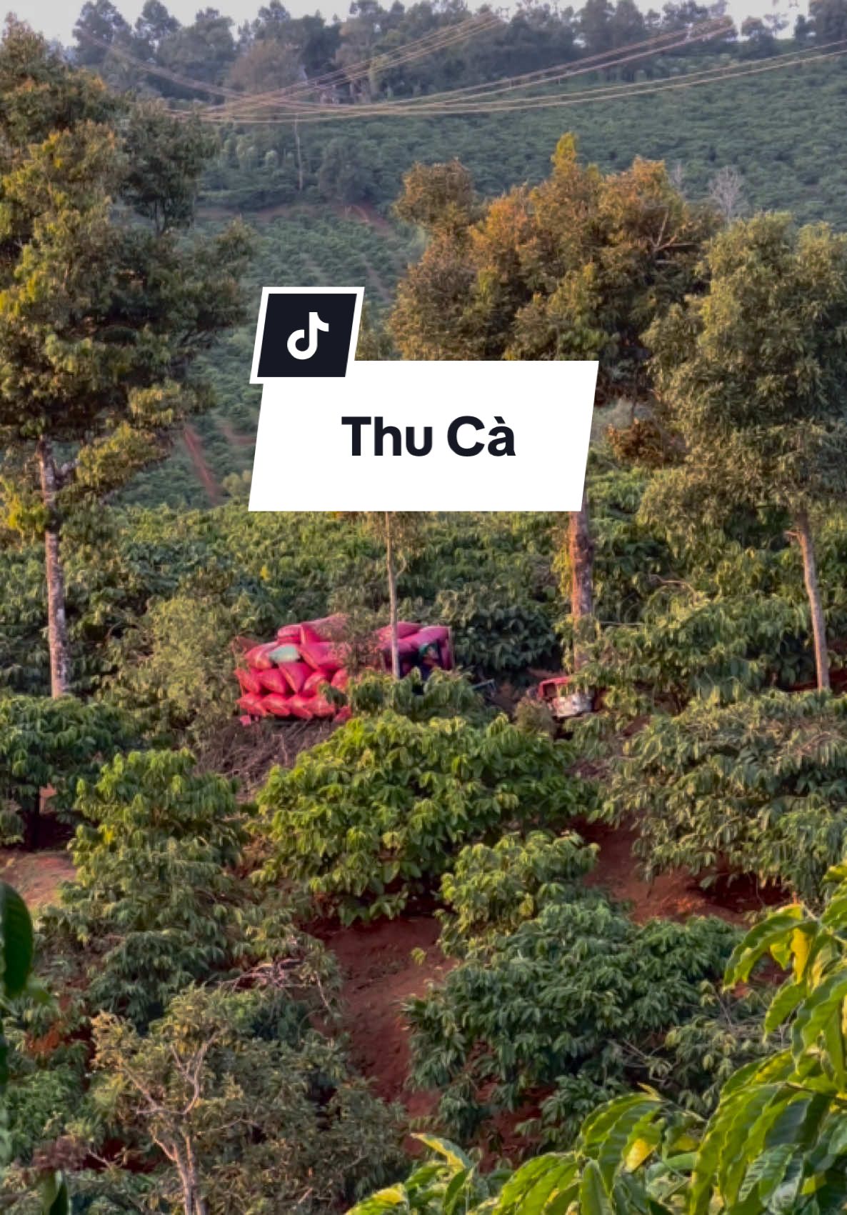 Tây Nguyên xưa này là vùng đất nông nghiệp nên hầu hết những đứa trẻ như tụi mình đều lớn lên nhờ những hạt cà phê mà ba mẹ vun trồng mỗi ngày.  Ba mình bảo trồng cà phê không khó nhưng mà chăm cà phê sao cho đạt năng suất thì khó, đối với ba đám cà phê này là cả gia tài quý báu. Năm nay giá cà phê tăng cao nên mong mùa này ba mẹ có một khoản thu xịn xò nhen! #thuca #thucà #traveltiktok #gialaivivu #81gialai #pleiku 
