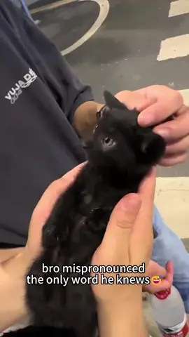 Funny kittens🥰😹#cat #funny #catsoftiktok #cats #for #foryou #fyp #foryoupage #funnyvideo #cute #pet #cutecat #animal #animalsoftiktok #usa #catlover #funnycat #tiktokcats #pets #kitten 