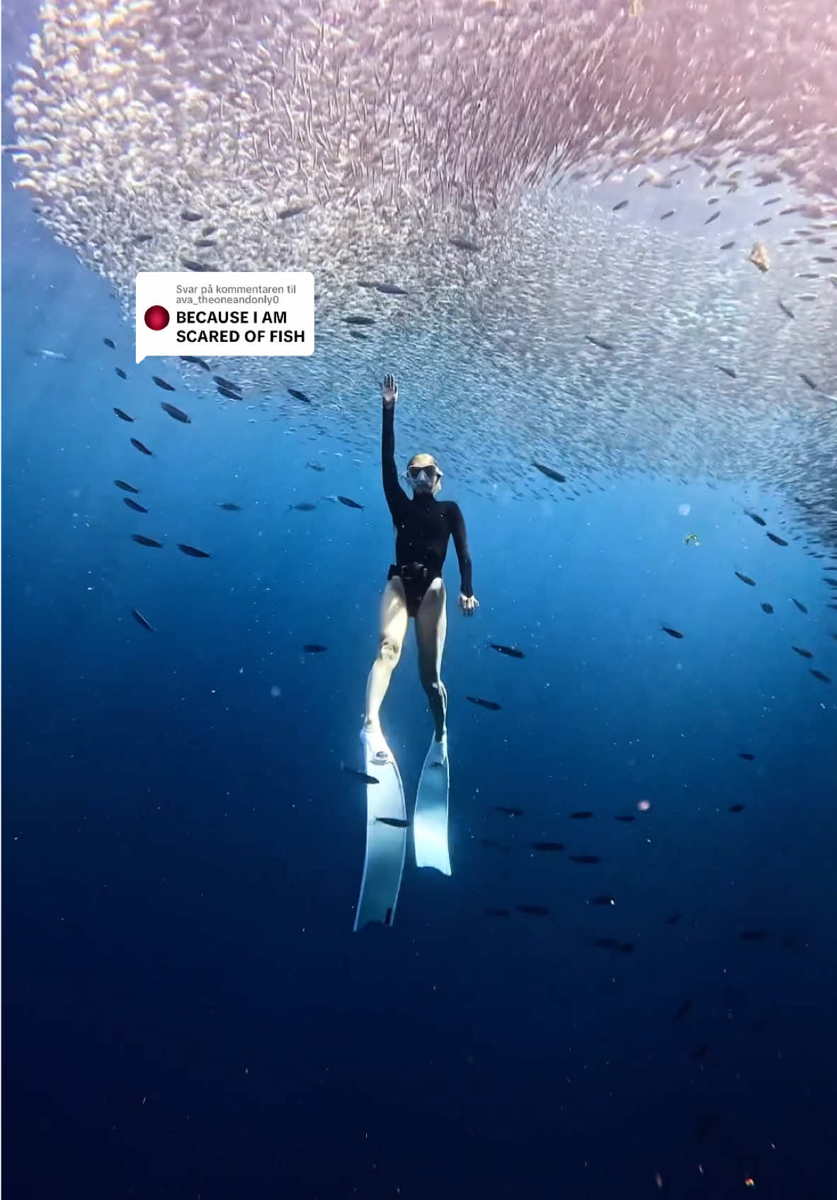 Svarer @ava_theoneandonly0 fishies are friends🐠🐟🤝🏼 #ocean #fish #sardinerun #oceanlife #freediving #freedivinggirl 