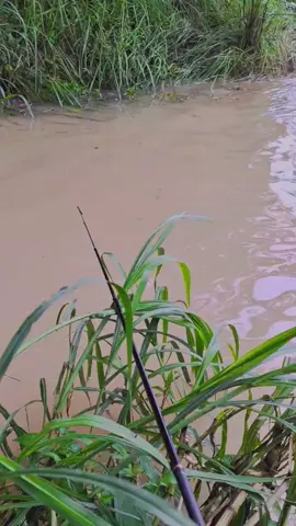 musim e udan, kaline banjir, sing rep mancing kali ojo lali sangu ktp. #mancing #mancingmania 
