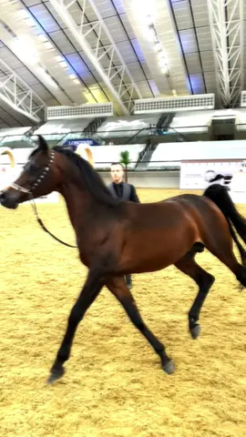 #horsestable #qatar #arsaninternational #EquestrianEquipment #horsecare 