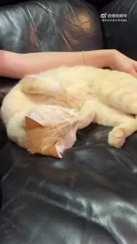 I found a video of N'love coaxing Lion(cat) to go upstairs to sleep 😂 but I did hear hallucinations and a smile really looked like milk. that's probably love sister. #MilkLove #LovePattranite #loverrukk #MilkPansa #panlyv @Panly @loverrukk 