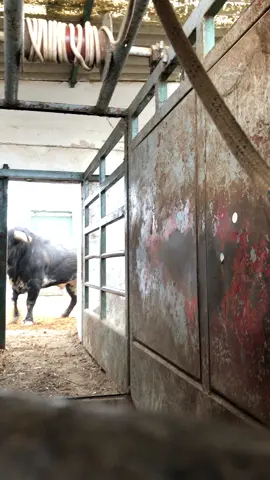 Embarcando #campo #toros