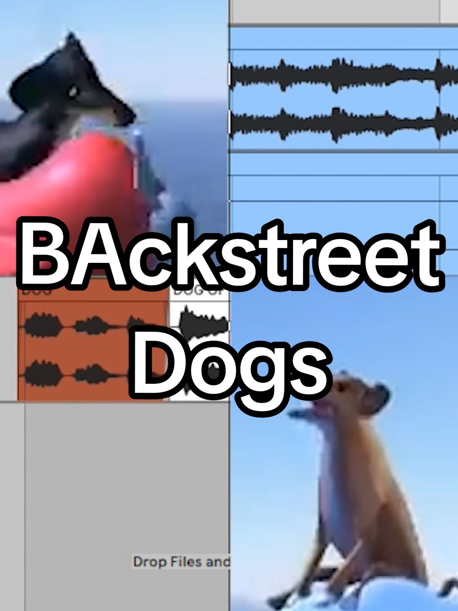 BA!ckstreet Dogs 🐕🐩 . . . . #dogofwisdom #backstreetboys #backstreetsback #everybody #rockyourbody #fyp #fypシ #90s #boyband #memes #cursed #newsound #y2k 