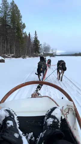 Husky sled❄️🇷🇺 #husky #sled #sleddog #sami #russia #murmansk 