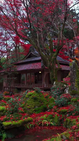 教林坊の紅葉🍁 こんな絶景初めて見た… The autumn leaves at Kyorinbo are breathtaking...  I've never seen such a stunning view before. #japantravel  #shigatrip  #滋賀  #滋賀旅行  #紅葉  #教林坊 