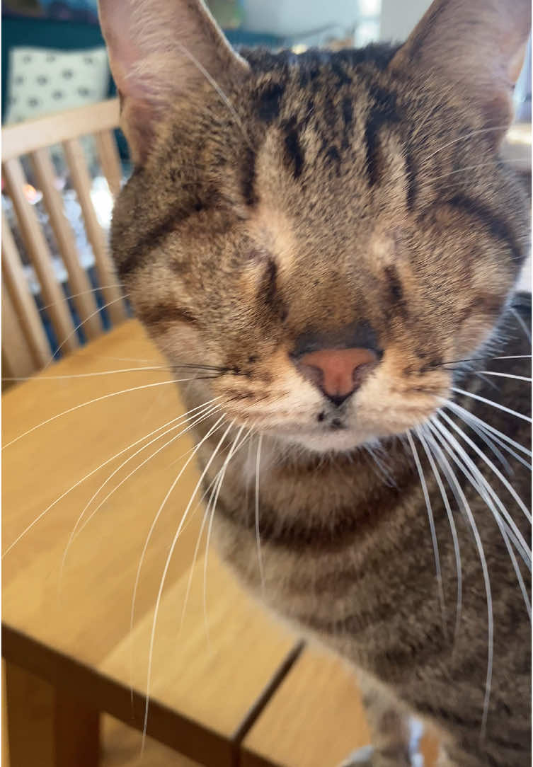 Mama is always there, Dmitri 🩷 #blindcat 