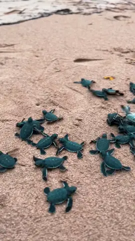 Pelepasan tukik (anak penyu) sabtu 14 desember 2024 #pelepasantukik #sukabumi #ujunggenteng #penyu #ujunggentengsukabumi #fyp #pelepasanpenyu #sukabumijawabarat 