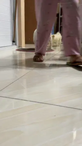 #dog #dogsoftiktok #shihtzu #shihtzusoftiktok #shihtzupuppy #fyp #trendingvideo #trending #viral #doglover 