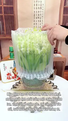 hoa linh lan #xuhuong #hoatrongtet #hoadep #linhlan 