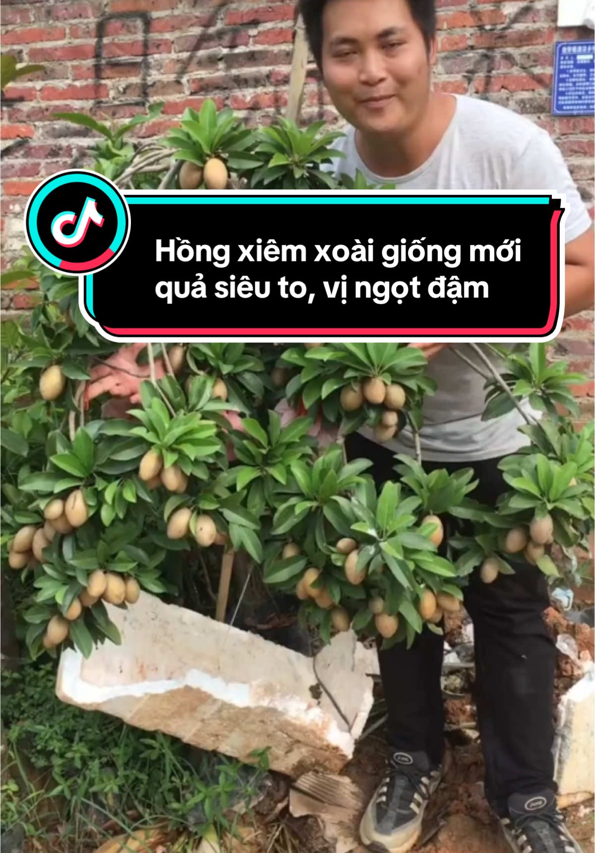 Hồng xiêm xoài giống cây độc đáo, quả ngọt lịm và dễ trồng #hongxiemxoai #cayhongxiem #caygionghongxiem #cayanqua #nongnghiephiendai 