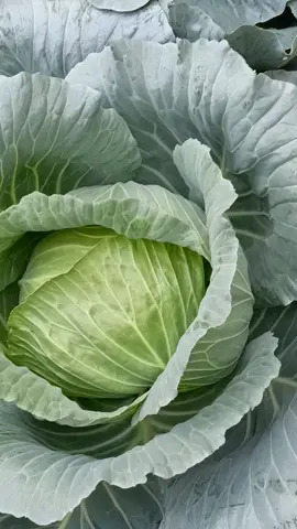 Trồng rau bắp cải #hatgiongraubapcai #bapcai #trongbapcai #trongrausach #lamvuon #xuhuongtiktok #taphoamayman88 