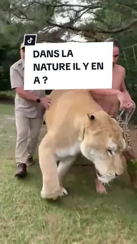 🦁🐅Connaissez-vous le ligre ? C'est le fruit d'une hybridation entre une tigresse et un lion. 🇺🇲Aux États-Unis, il y a beaucoup de roadside zoos. Et le Myrtle ne fait pas exception.  📺Rendu célèbre également avec la fameuse série Netflix Tiger King, cette structure gérer par Doc Antle condamné à de la prison pour trafic d'animaux sauvages, s'amuse à faire de la reproduction massive d'animaux pour faire payer des gens et les faire toucher. Ainsi, les bébés sont retirés à leur mère et font balader de touristes en touristes comme de vulgaires attractions. 🦁🐯Pour se dédouaner, ils font de la sensibilisation et disent combien la conservation est importante. Sauf que ces hybridations n'ont aucune utilité pour la conservation et la génétique, puisqu'elles n'ont pas lieu à l'état sauvage. Ce sont des animaux qui développent avec le temps des maladies et des pathologies, mais peu importe tant qu'ils sont magnifiques et qu'ils attirent du public. Et vous, qu'en pensez-vous? #ligre #tigre #lion #attractiontouristique 