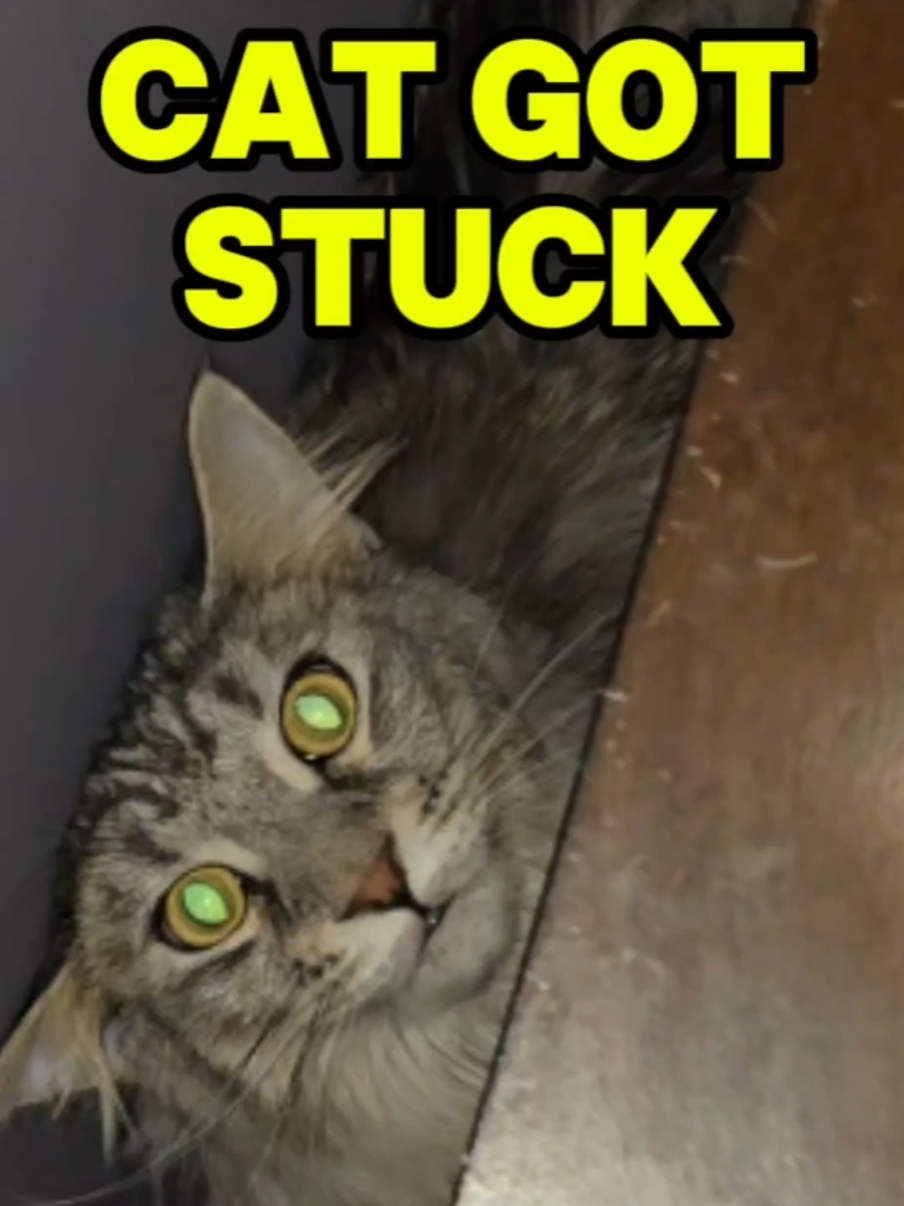 Which cat are you today? I'm Floki stuck behind my nightstand. #flokivonthunderpaws #MushuTheMeatball #funnycatvideo #catsbeingweird #catsbeingcute 