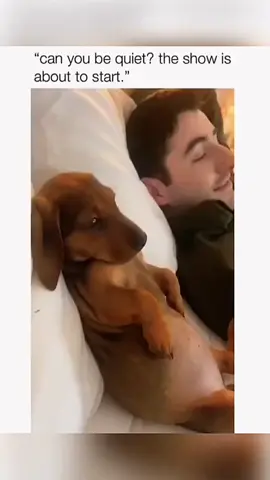 Funny and cute dogs compilation #funnydog #funnypet #cutedog #dogsoftiktok #doglover #dog 