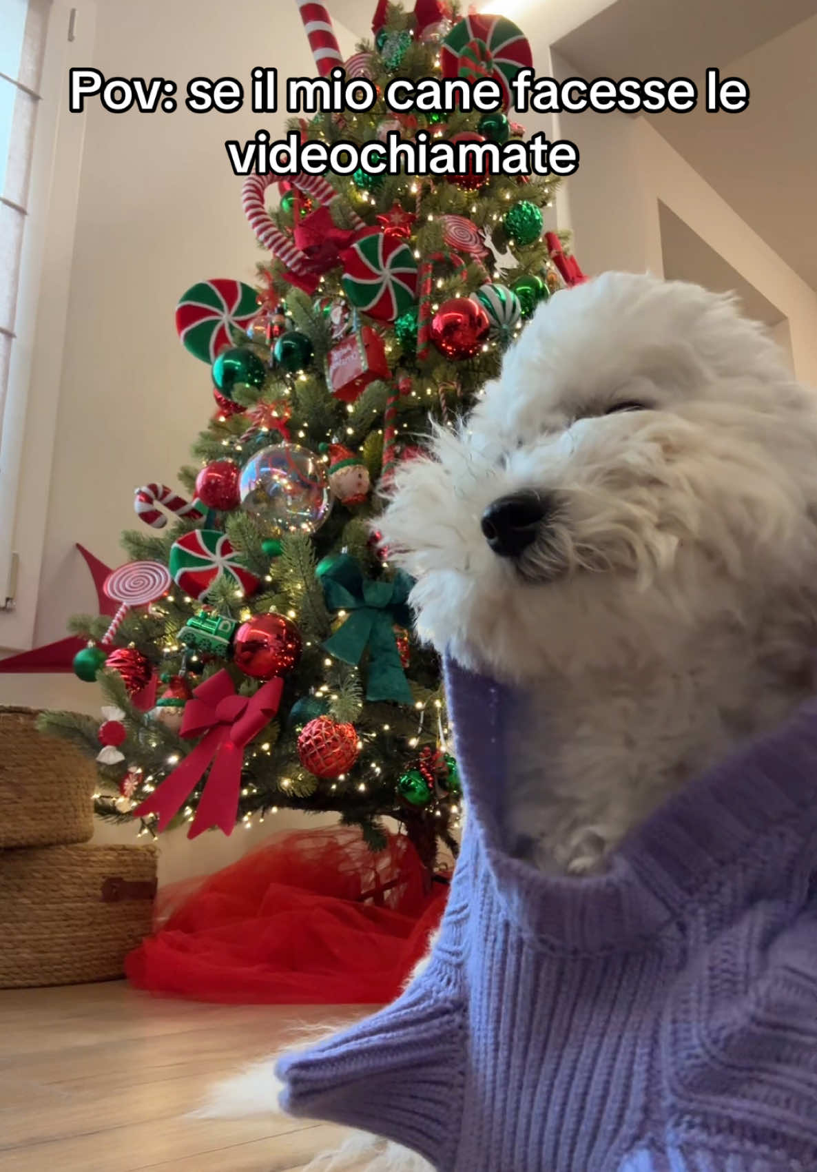 CHIACCHERE TRA CANI✨ @Falconeri #cani #falconeri #purecashmere #adv #ultrafinecashmere #chiamata #animali #cuccioli #ragazzi #perte #neiperte #viral