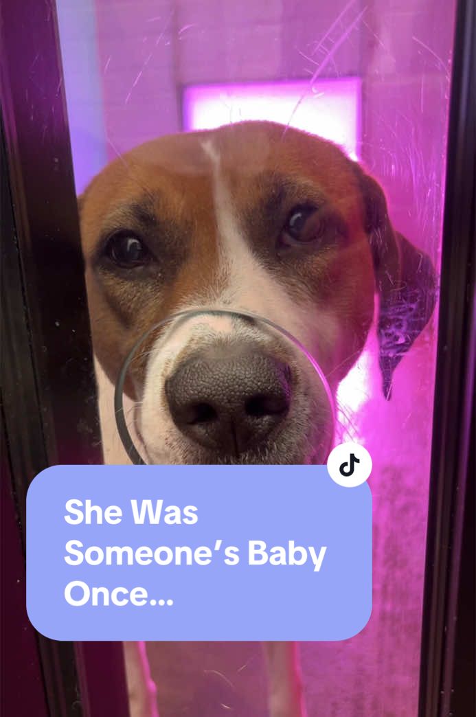 🎄🐾 Meet Honey, our 3-year-old bundle of joy with the cutest puppy face! This southern belle turned Rhode Islander is soaking up love at the Hotel for Homeless Dogs, but what she really wants this Christmas is her forever home. 🏡✨ Could it be with you? Let’s make Honey’s holiday wish come true! 💛  #AdoptHoney #ForeverHomeForChristmas #DogRescue #AdoptDontShop #RhodeIslandDogs #adoptdontshop #rescuedog #dogrescue #dogsoftiktok #adoptme #fosteringsaveslives #foreverhome #rescuedogsrock #adoptashelterdog #dogsforadoption #adoptabledogs #shelterdog #doglover #rescuedismyfavoritebreed #dogsofinstagram #doglife #fyp #fypviral #dogsoftiktok #shelterdogsoftiktok #shelterdog 