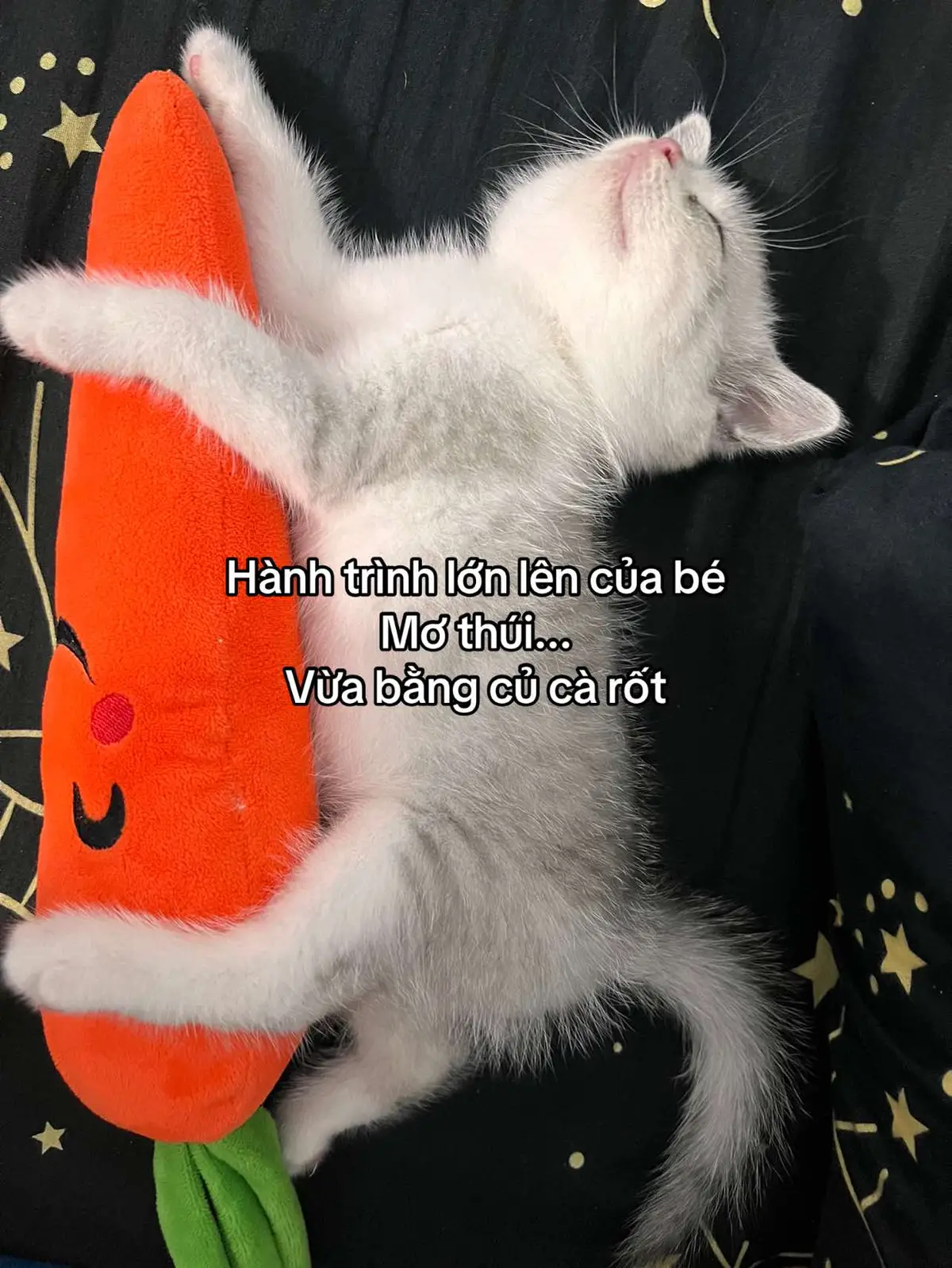 Hành trình lớn lên của bé mèo ở quê  #meow #cat #xh #mèo #meoanhlongngan #xhtiktok 