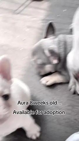 #furevafrenchie #frenchie #frenchbulldog #frenchiesofinstagram #frenchieny #frenchielove #frenchies #frenchbulldogony #puppy #frenchbulldogofnyc #frenchiesoverload #frenchieoftheday #frenchielife #frenchbulldogsofinstagram #frenchiesociety #frenchieforyou #frenchie4u #frenchienyc