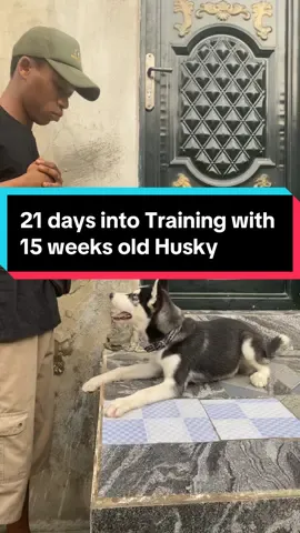 😱😱🤯🤯 Amazing Clarity and speed with our 15 weeks old student Helsi the siberian husky 🐶 #creatorsearchinsights #fyp #dog #DogTraining #DogTraining #puppytraining #Yellow_kennel #puppytiktok #dogsoftiktok #husky 