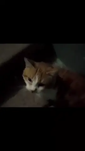 #recommendations #dark #vibe #night #real #atmosphere #aesthetic #aesthetic #cat #purr #purring #cute #kitty 