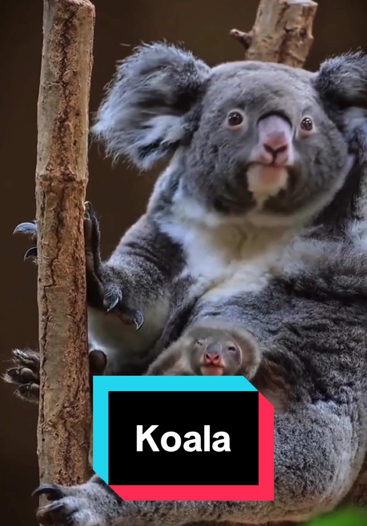 Discover Koala 🐨 a very cute pet 😍 #koala 