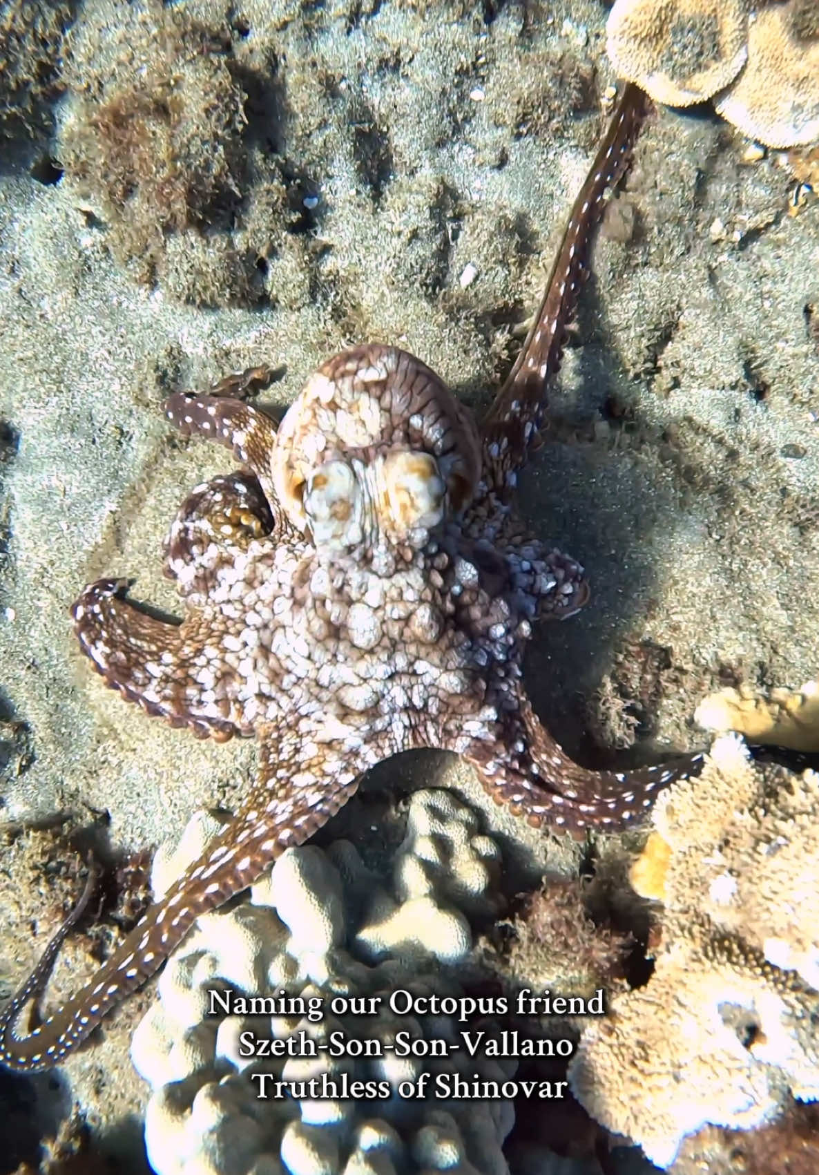 Go get that king. I’m just a huge booktok nerd and reader & desperatly wanted to use this sound. I need to find an ocean clip for the Ruhn Dannon sound… what aninal would work for that? Also, Szeth the octupus has really been warming up to us! #szethsonsonvallano #octopus #wildlife #fyp #brandonsanderson #nature #cool #trending #fishtok #BookTok 