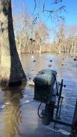 Provide the ripples and they will come! #duckhunting #waterfowl #ducks #duckseason #watermotion