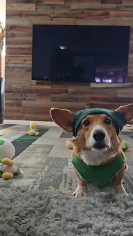 Ollie, corgi of time credit: orginal soundtrack is from 