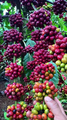 giống này ổn không các bạn#nongnghiep #càphê #xuhuong #lamvuon #nongdan #nongsan 