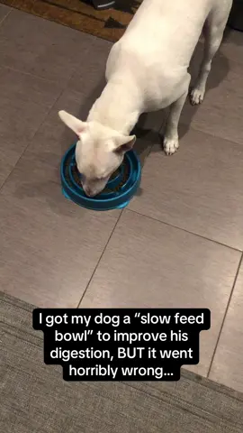 Doggo wasted zero time here 🤣🤣 #RoadTo16Million #Pubity  (Calli Feland via ViralHog)