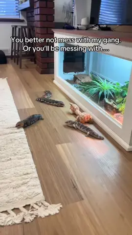 My shingleback gang is cool as 😎 #lizard #cute #pet #shingleback 