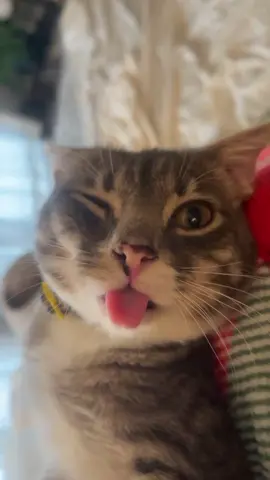 #fyp #catsoftiktok #literallyme #sillycat #rigbycat #fypシ #blep 