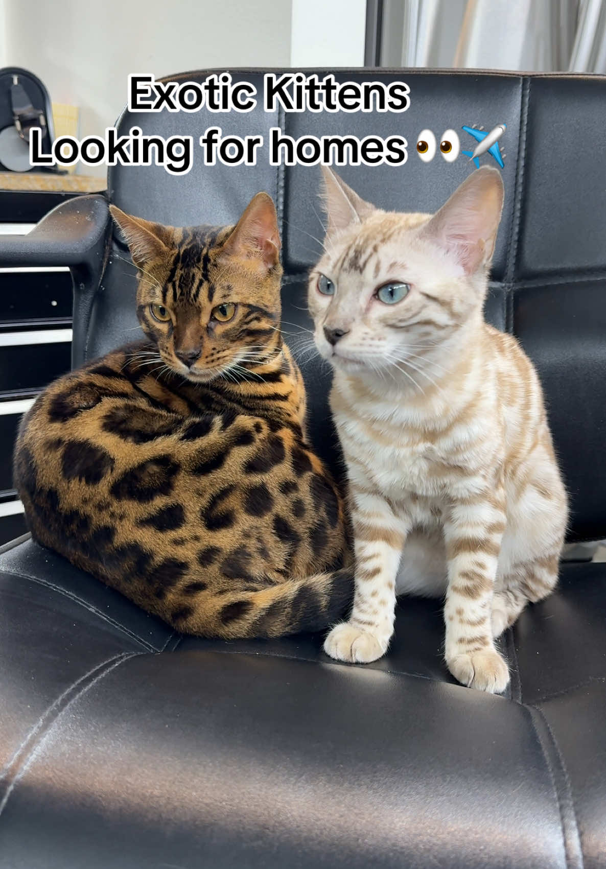 choco vanilla #bengalcat #silverbengal #snowbengal #bengalkitten #fyppp 