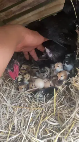 20nhóc...!!! Chào đón bình minh trên Tây Nguyên 🥰🥰🥰 Gà Chọi Đẹp , Tôi Yêu Gà Chọi. @MạnhThành_GàChọi47: Nơi Chia Sẻ Đam Mê Và Học Hỏi Kinh Nghiệm Về Các Vấn Đề Chăm Sóc Gà Chọi  🇻🇳🇻🇳🇻🇳#tôiyêugàchọi♥️♥️♥️♥️♥️ #mêgàchọi #gà_chọi_việt_nam❤️ #gà #Gà #gàchọi #gàchọiđẹp 