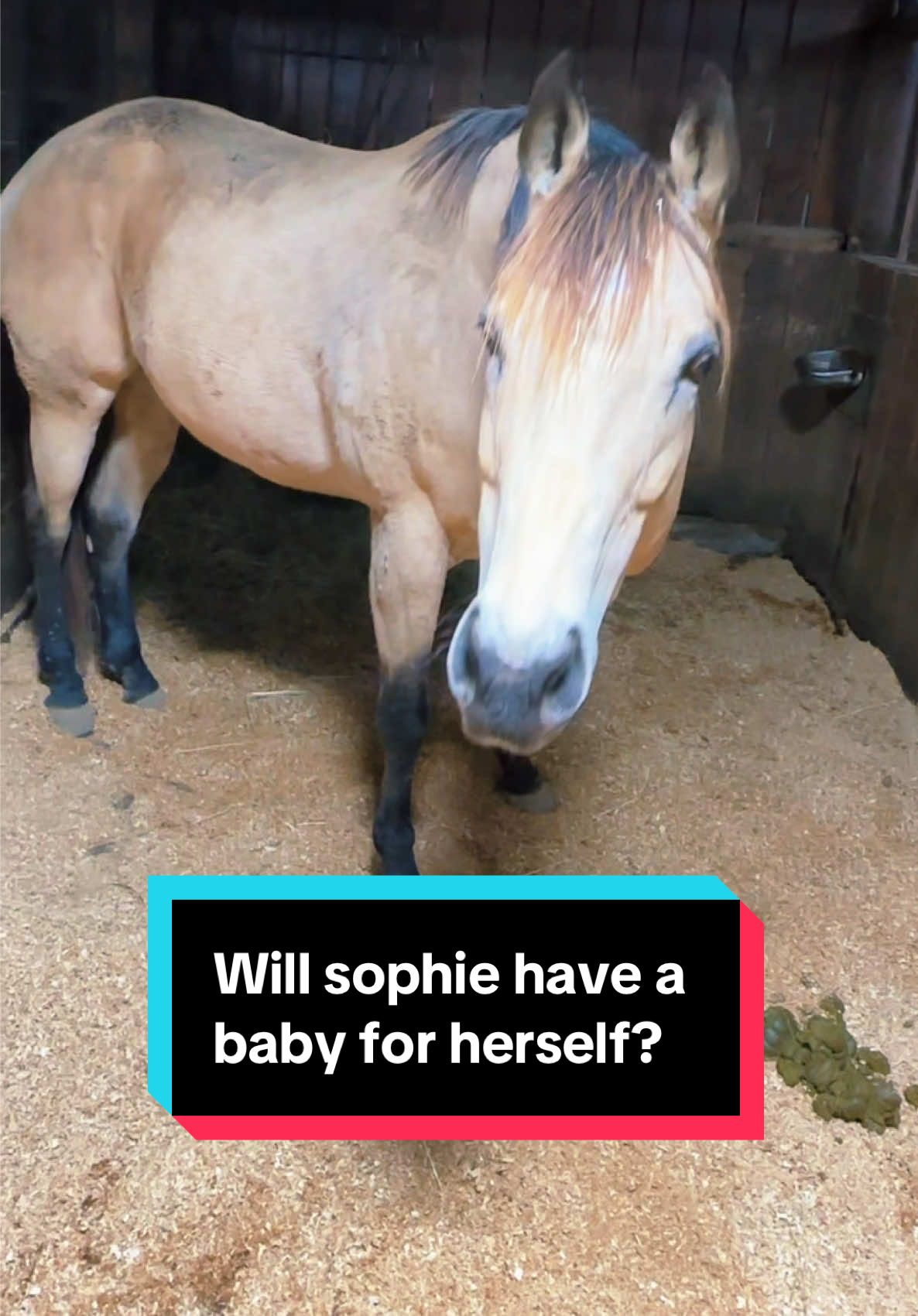 Will Sophie be bred this coming year?🐴 #broodmare #maresoftiktok #buckskin #buckskinhorse #aqhamare 