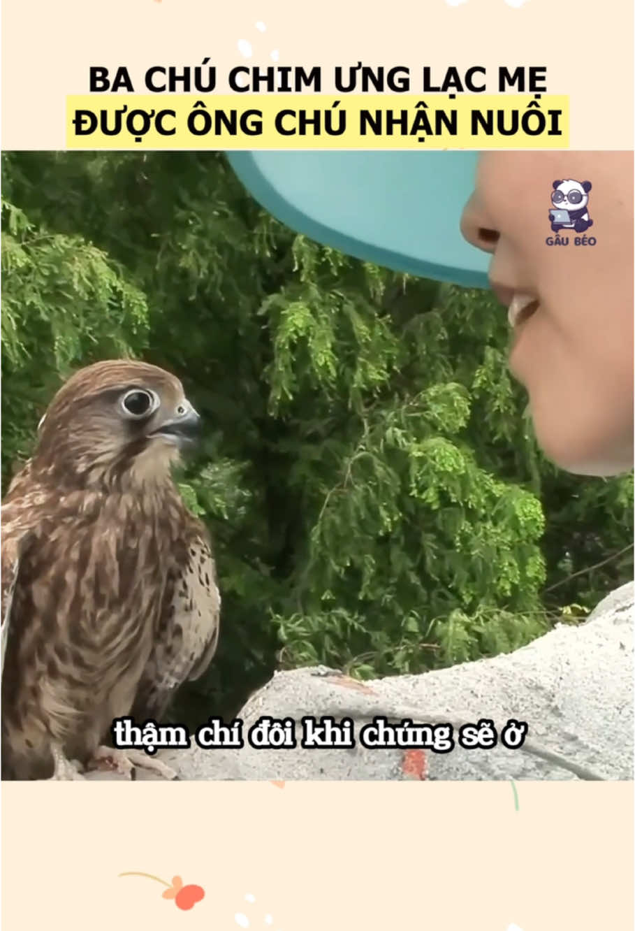 Người phụ giải cứu và nuôi dưỡng đàn chim ưng lạc mẹ #xuhuong #xuhuongtiktok #dongvat #dongvathoangda #thucung #thucungdethuong #chimưng 