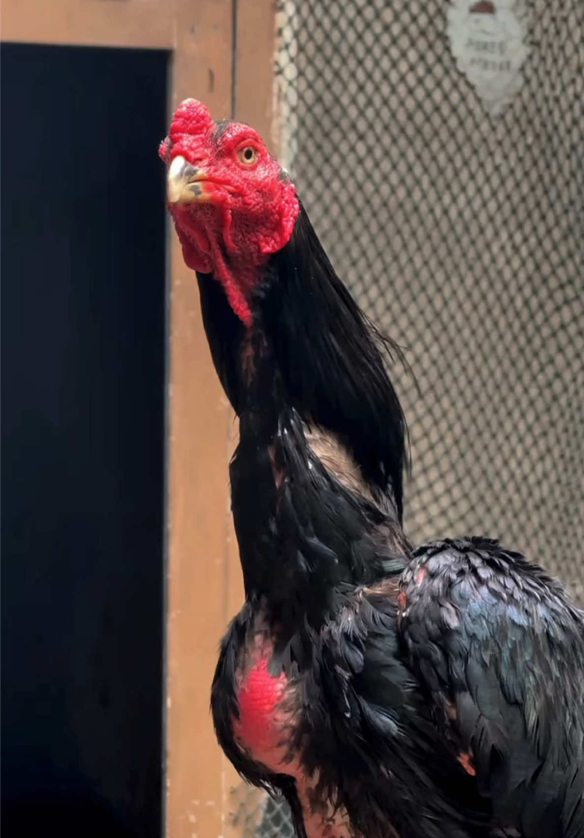 Ayam konten numpang lewat bolo🙏🏻😁#CapCut #matadore #khoyngon #blackbull #positivevibes #simbar #peternakmuda #fypシ゚viral #fypシ #perintis #penghobi #ayam #JJCapCut #cinematic #fyppppppppppppppppppppppp #salamsehobi #ayamindonesia 