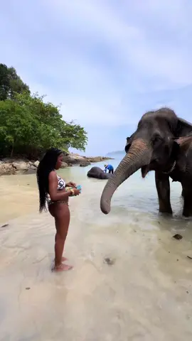 I think i love this little life🥹❤️🐘Such an amazing experience 🫶🏽 #elephantonthebeach #phuket #add #to #your #itinerary #fyp #fypシ #elephant #sanctuary #thailand🇹🇭 #blowthisup #solotravel #foryoupage #traveltiktok #solotrip 