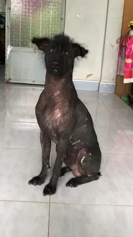 Khủng long mới đi mần hồ về 😁😁chưa kịp tắm đọc được bình luận kia nói có con c hó đen thui 6 ơi là 6 mà đăng quài🙄🙄🙄gì vậy mấy má,cún nhà tui tui đăng rồi mắc gì sân si với con c hó nửa..ơi là trời à🤣🤣🤣🤣với các bạn nó 6 nhưng với tui là cục kưng của tui😊😊😊#xuhuong #vairal #viraltiktok #cuncondangyeu #cuncondangyeu  @Út Ơi 🎀 