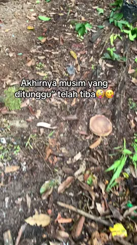 Ketua stay dlu di kebun😋#fypシ゚viral🖤tiktok #kalimantan #musimdurian #fypシ゚viral 